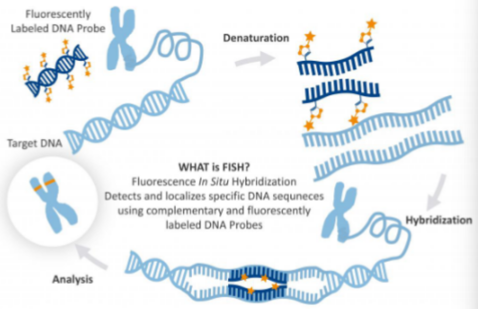 <p>A molecular technique that uses labeled complementary DNA, RNA, or modified nucleic acid strand (probe) to detect and localize DNA or RNA sequences in cells or tissue sections</p>
