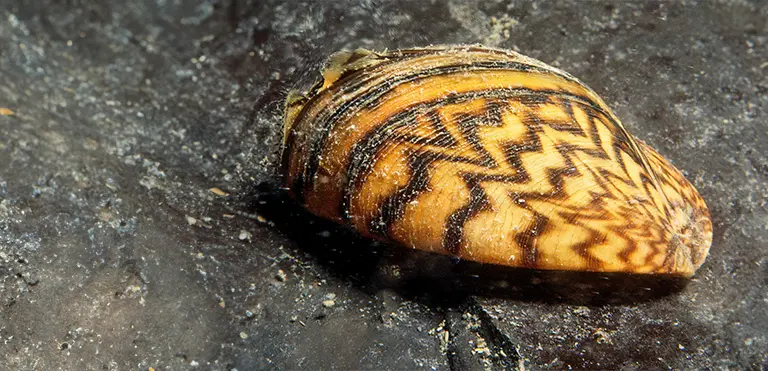 <p>What organism is this and what class does it belong to?</p>