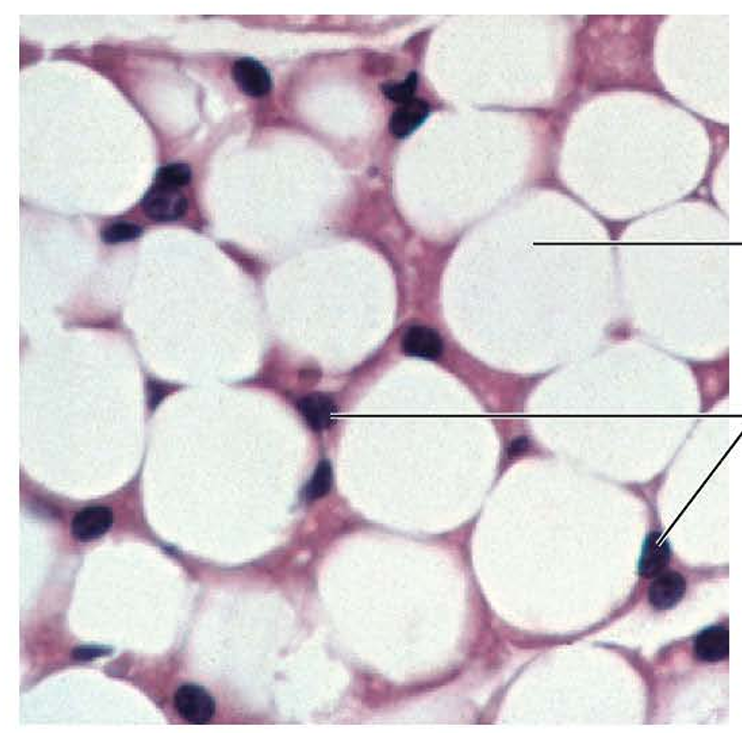 <p>which tissue is this?</p>