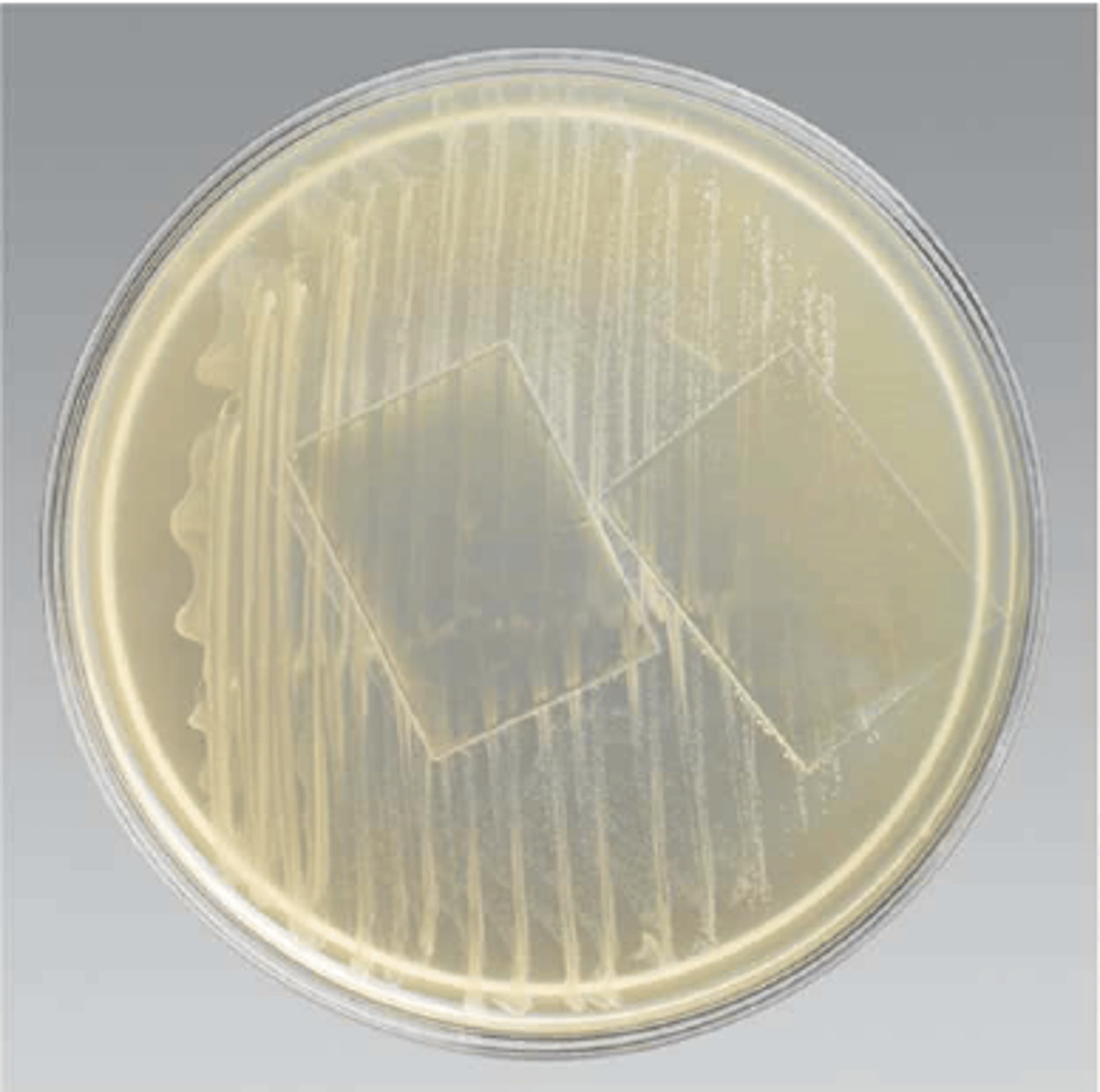 <p>Rice Infusion, Oxgall, Polysorbate 80</p><p>Demonstrates sequential development of germ tubes and chlamydospores by Candida albicans</p>