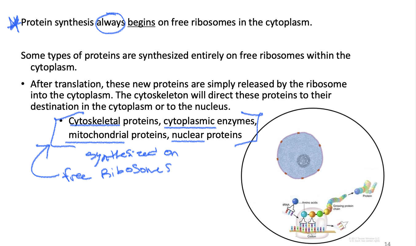 <p>These proteins are <strong>not entering the ER/Golgi system</strong>.</p><p>They are made completely on free ribosomes and then go to places like:</p><ul><li><p>Cytoplasm</p></li><li><p>Nucleus</p></li><li><p>Mitochondria</p></li></ul><p><strong>Path:</strong><br><strong>Free ribosome → protein → destination</strong></p><p><span>Protein does NOT have an ER signal → ribosome stays free → protein is made in cytoplasm → it does NOT enter ER/Golgi</span></p>