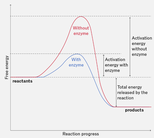 <ul><li><p>biological catalysts</p></li><li><p>proteins</p></li><li><p>speed up reactions by reducing the activation energy</p></li><li><p>are not altered or used up during a reaction so can be reused</p></li></ul><p></p>