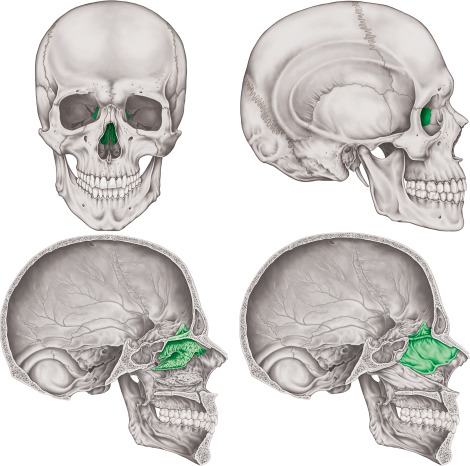 <p>ethmoid bone (cranium)</p><p><em>(EHTH moyd)</em></p>