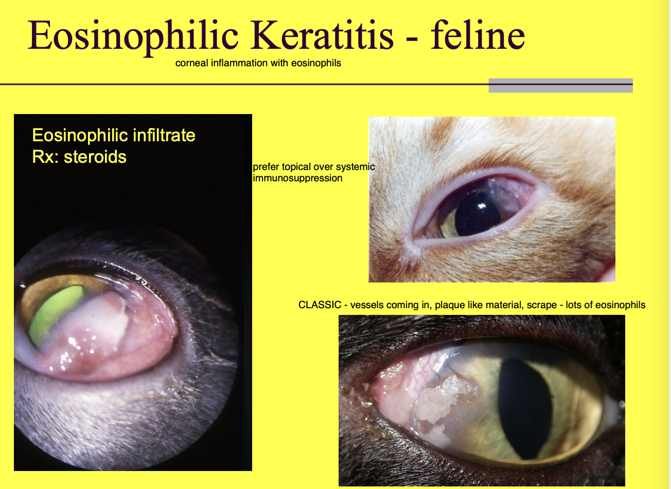 <p>felines - white eosinophilic infiltrates on the cornea (can look like plaques or spotting of white)</p>