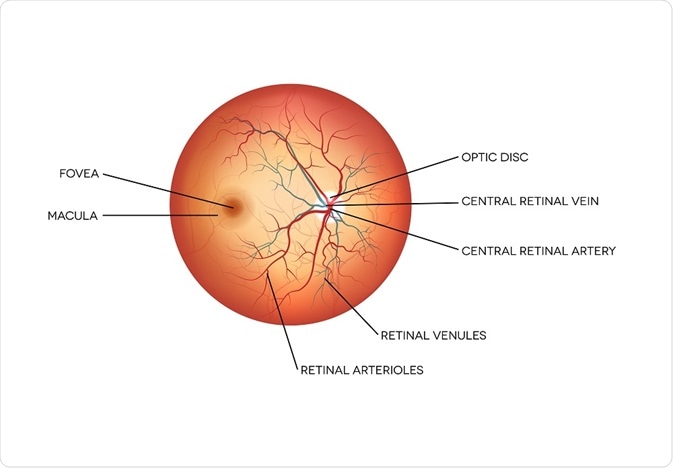 <p>area of ocular fundus in which blood vessels exit and enter</p>