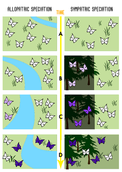 <p>Allopatric - other country, GEOGRAPHICALLY isolated</p><p>Sympatric- same country, gene flow is reduced by other factors like polyploidy, sexual selection and different habitats</p>
