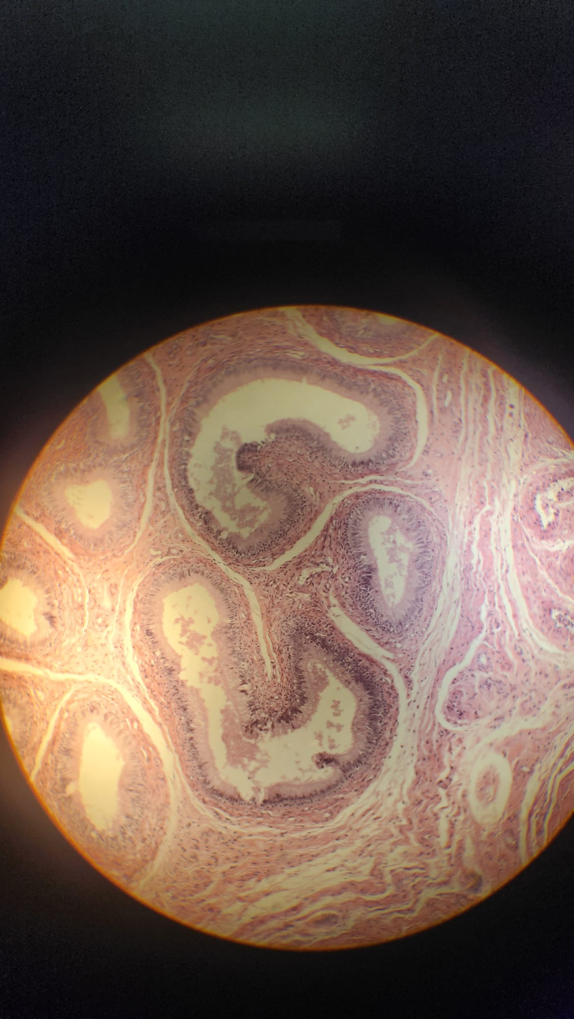 <p>Which organ is this?</p>