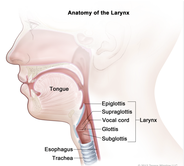 <p>Identify the glottis</p>