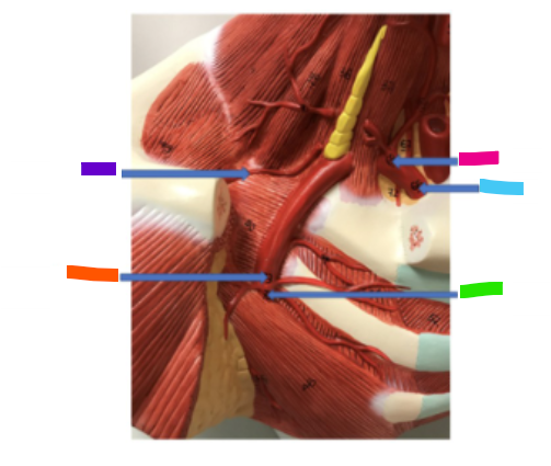 <p>What is the purple arrow?</p>