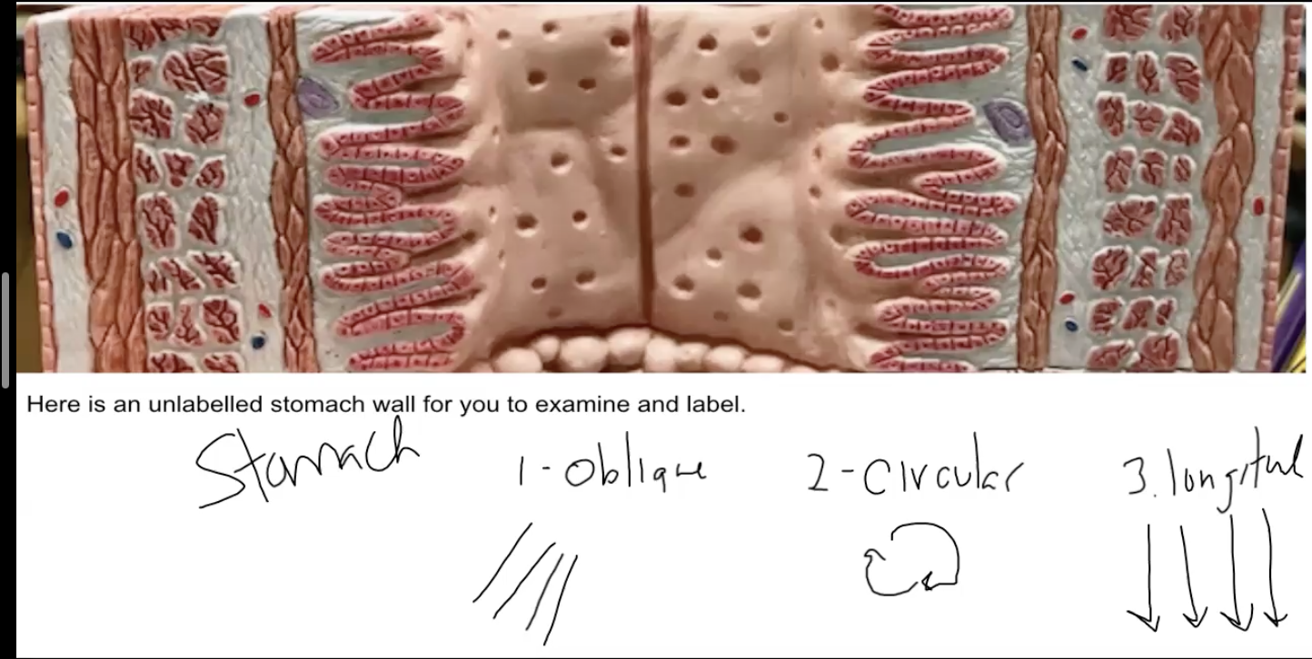 <p>- The muscularis externa of the stomach is made up of 3 layers: Inner oblique layer (not shown in the model), middle circular layer, and outer longitudinal layer. The other organs are only made up of the last two.</p><p>- The extra layer allows the stomach to perform mechanical digestion.</p><p></p>