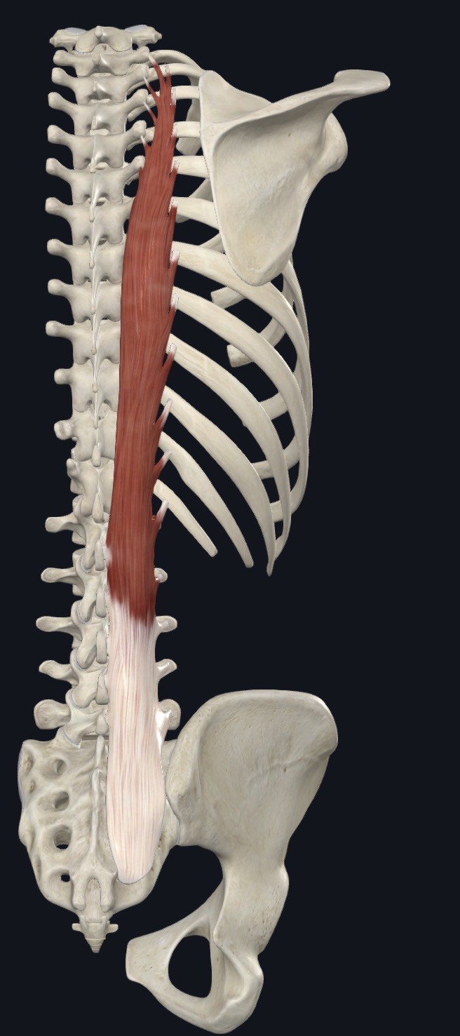 <p>Longissimus Thoracis <strong>action</strong></p>