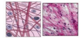 <p>Tissue, Description, Location</p>