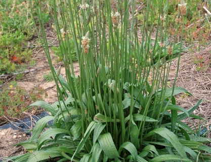 <p>Identify the weed</p>