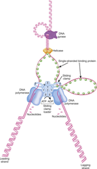 <p>It serves as a scaffold for the DNA polymerase III complex. It helps assemble the beta-clamp onto DNA using ATP. It coordinates the replication fork by interacting with DNA B helicase through Tau subunits.</p>