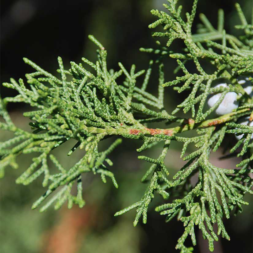 <ul><li><p><strong>type</strong>: evergreen tree</p></li><li><p><strong>form/texture</strong>: conical form, medium-fine texture</p></li><li><p><strong>height</strong>: 50’ tall</p></li><li><p><strong>spread</strong>: 20’-30’ wide</p></li><li><p><strong>sun</strong>: full sun</p></li><li><p><strong>foliage</strong>: needle-like, clusters of little leaves on branchlets, scale-like leaves that fluff out</p></li><li><p><strong>fruit/edible/wildlife</strong>: bluish-gray berries</p></li><li><p><strong>ornamental bark/branching</strong>: reddish brown bark that looks like its shredding</p></li></ul><p></p>