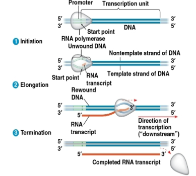 <p><strong>transcription unit:</strong></p>