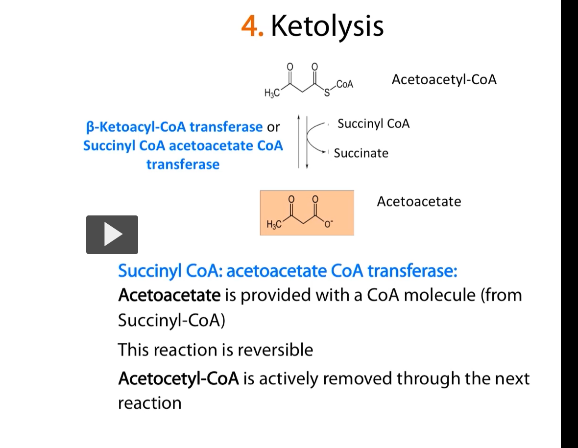 <p>Here is the conversion from <strong>aceto-acetyl-CoA </strong>to <strong>aceto-acetate</strong>, and this is a <strong>reversible reaction.</strong></p><p>But the good thing about this reaction in the cells is the <strong>aceto-acetyl-CoA </strong>is <strong>actively removed </strong>to the next reaction <strong>very quickly</strong>.</p>