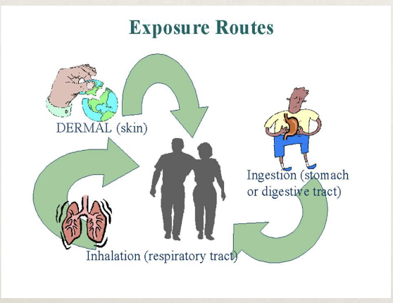 <ul><li><p>ingestion, inhalation, transdermal absorption most common</p></li><li><p>most often observed - ingestion</p></li><li><p>systemic effect occurs when the toxin is absorbed into circulation</p></li></ul><p></p>