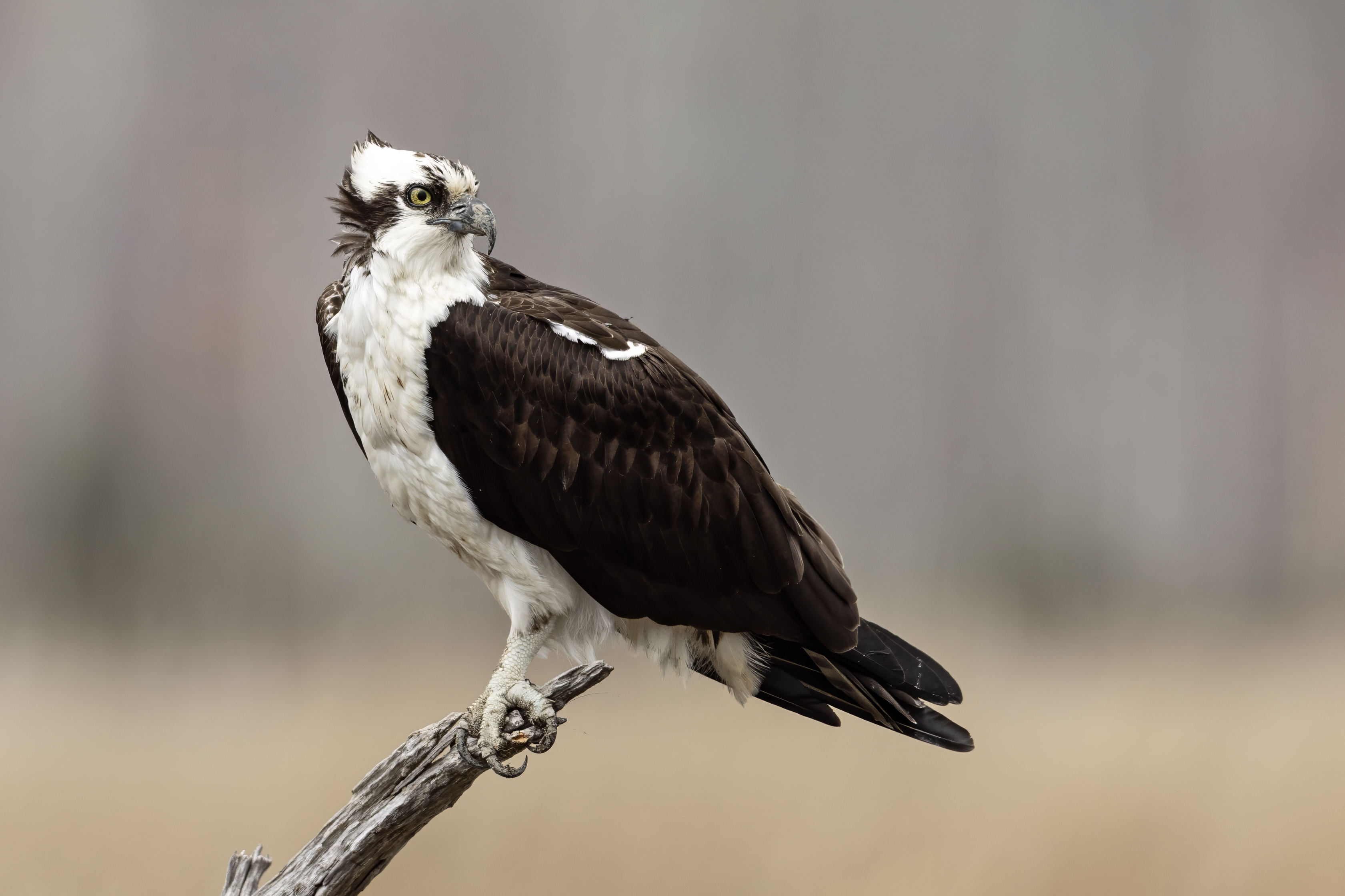 <p>Mostly white head and underparts, dark brown back</p><p>Large, mostly white raptor that cruises over lakes, rivers, and coastal waterways in search of fish</p><p>In flight, holds wings in a kink</p>