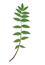<p>compound leaf (morphological diversity in leaves)</p>