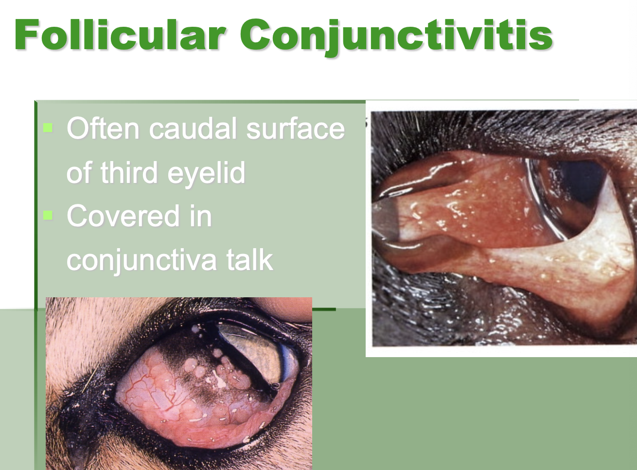 <p>Ca. surface of 3rd eyelid.</p>