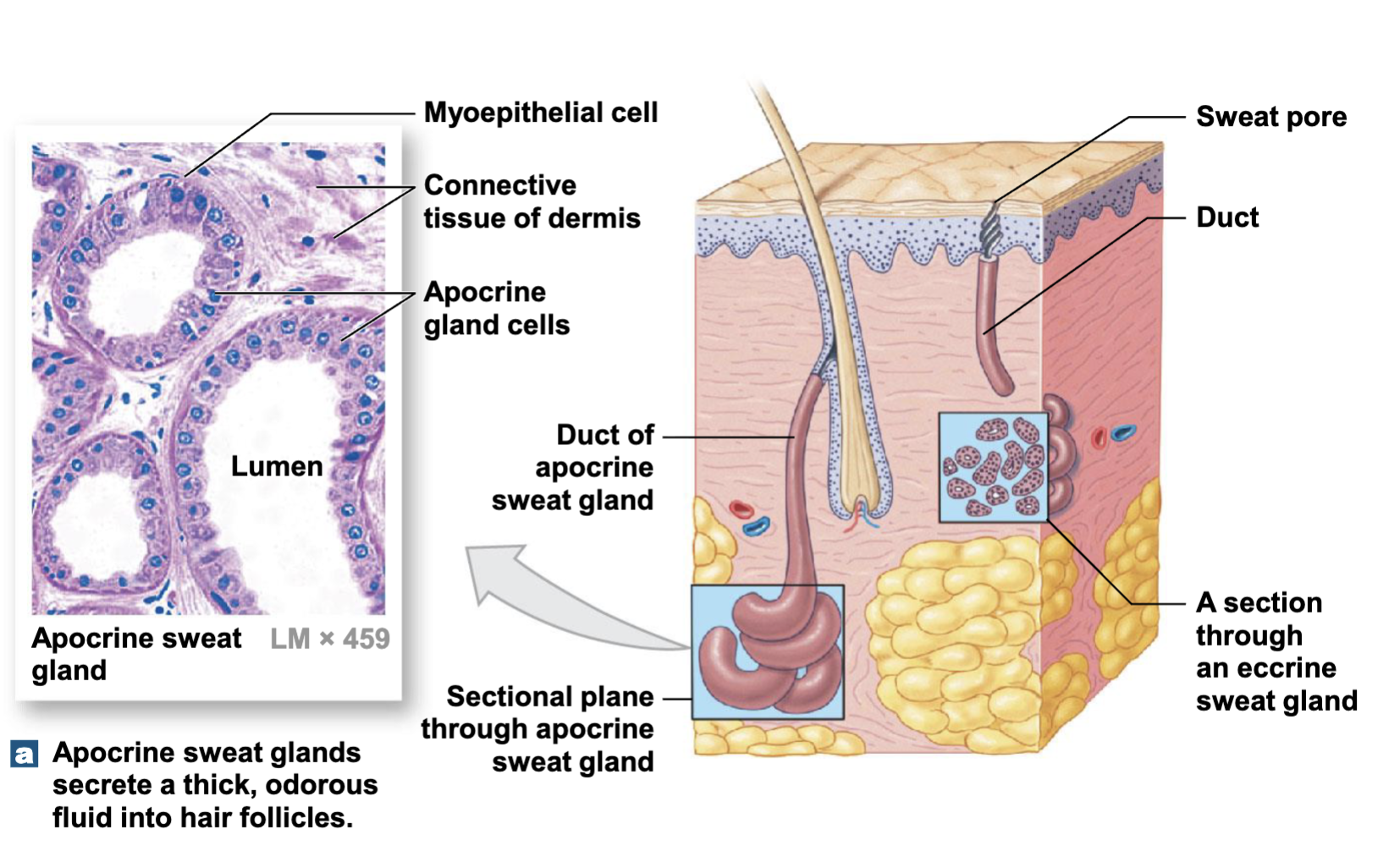 <p>Armpits, groin</p>