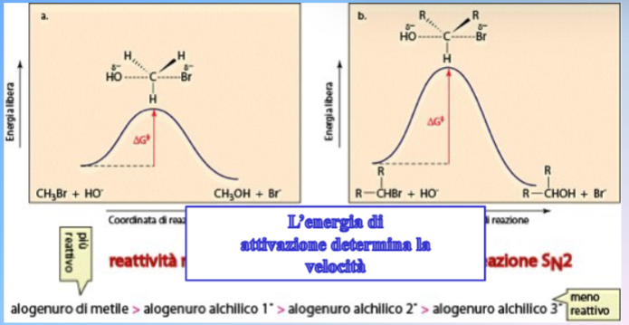 <p>L’affollamento al carbonio che subisce sostituzione → maggiore è l’affollamento, maggiore è l’energia di attivazione, più lenta è la reazione. Quindi gli alogenuri alchilici meno sostituiti (privi di ingombro sterico) sono più reattivi in una reazione S<sub>N</sub>2 </p>