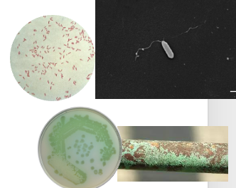 <p>Gram (-) rod </p><p>Pseudo(fake)-monas(bacteria) aeruginosa (copper rust) </p><p>Is an opportunistic bacteria </p><p>Produces diffusible pigments</p><p>Flagellated: one or more polar flagella </p><p>Present in water, soil, plants, skin, mucosa and feces </p><p>Wide range of disease across a wide range of species </p>