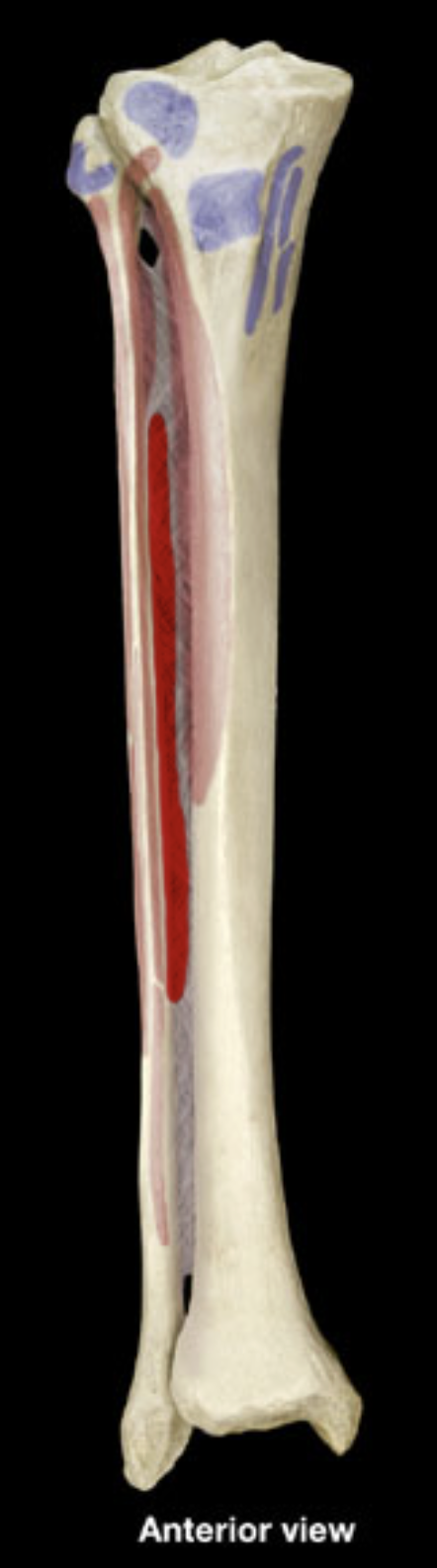 <p>shaft of fibula (anterior)</p><p>interosseous membrane</p>