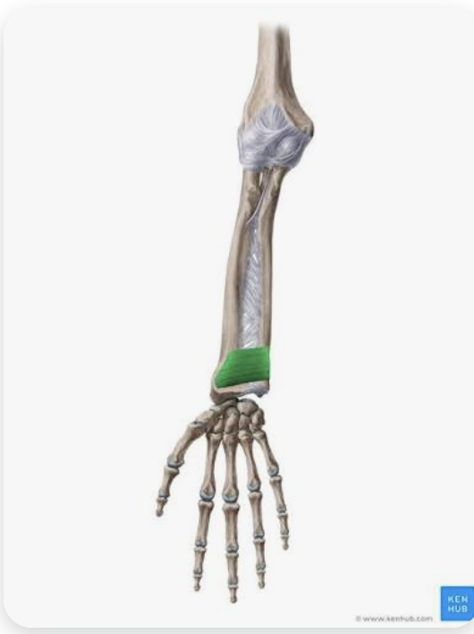 <p>O: Distal ulna </p><p>I: Distal Radius</p><p>A: Pronation of forearm</p><p>N: Median nerve</p>