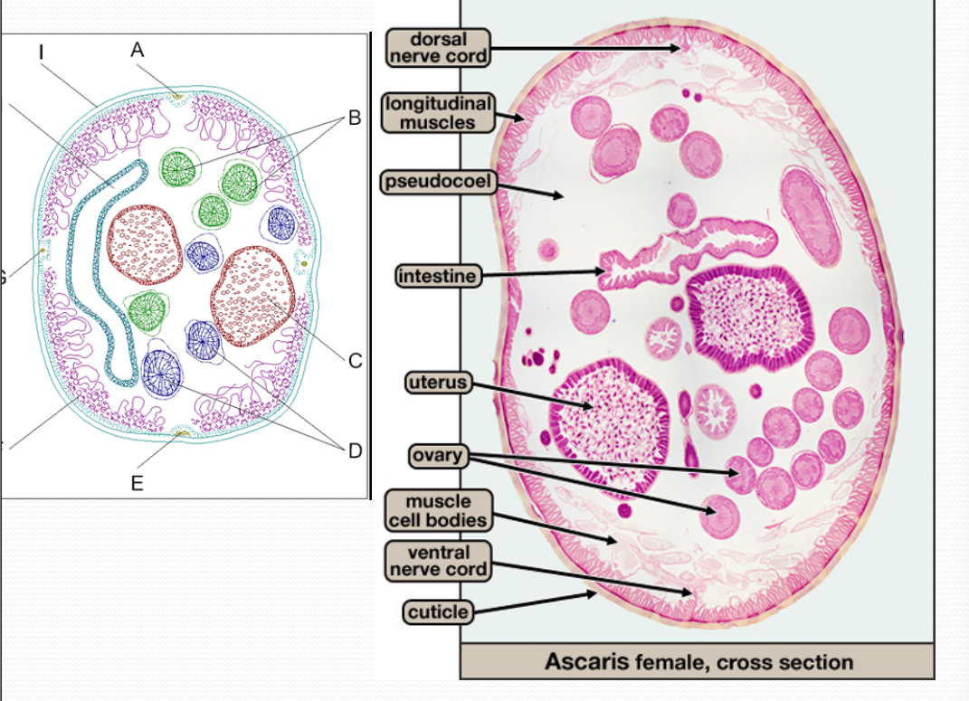 <p>the big circles are uters full of eggs</p>