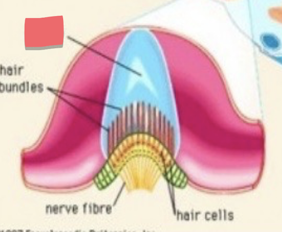 <p>The top, gelatinous portion inside the crista ampullaris where bundles of hairs are </p>