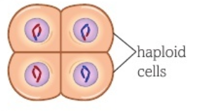 <ul><li><p>nuclear envelope forms</p></li><li><p>in animals the two cells divide into four haploid cells</p></li><li><p>in plants a tetrad of four haploid cells is formed</p></li></ul><p></p>