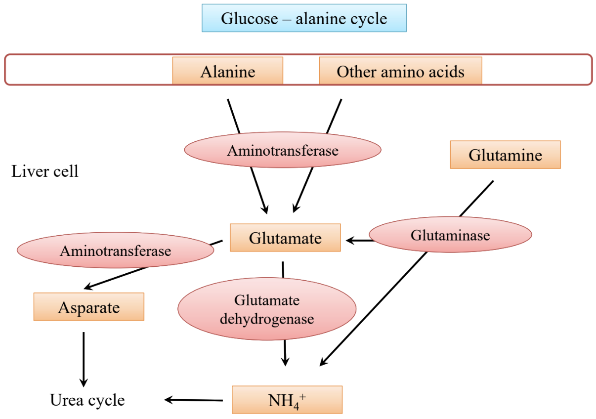 How does aspartate feed the urea cycle?
