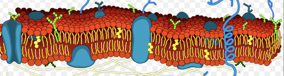 <p> cell membrane?</p>