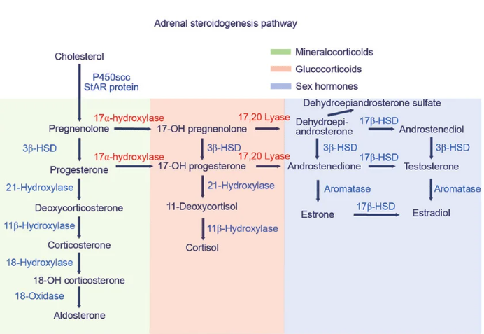 <p>17-alpha-hydroxylase deficiency</p>
