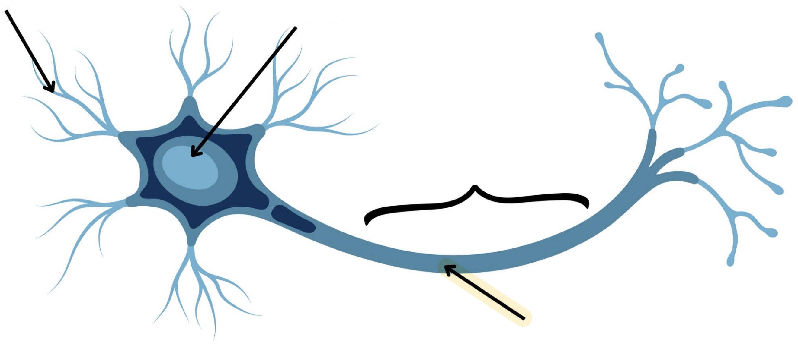 <p><strong>Name the following</strong></p>