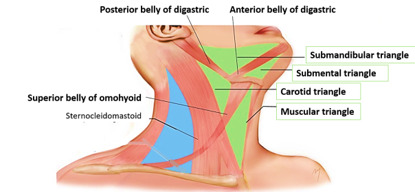 <p>carotid and muscular triangles </p>
