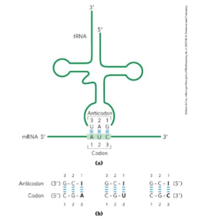 <p>Use Fig. 27-8 (p. 1012) to describe how aminoacyl tRNAs interact with mRNA.</p><p>Point out the anticodon on the tRNA and the codon on the mRNA.</p><p></p>