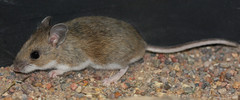 <p>A tiny squeaky animal with a long tail that loves cheese is a _____.</p>