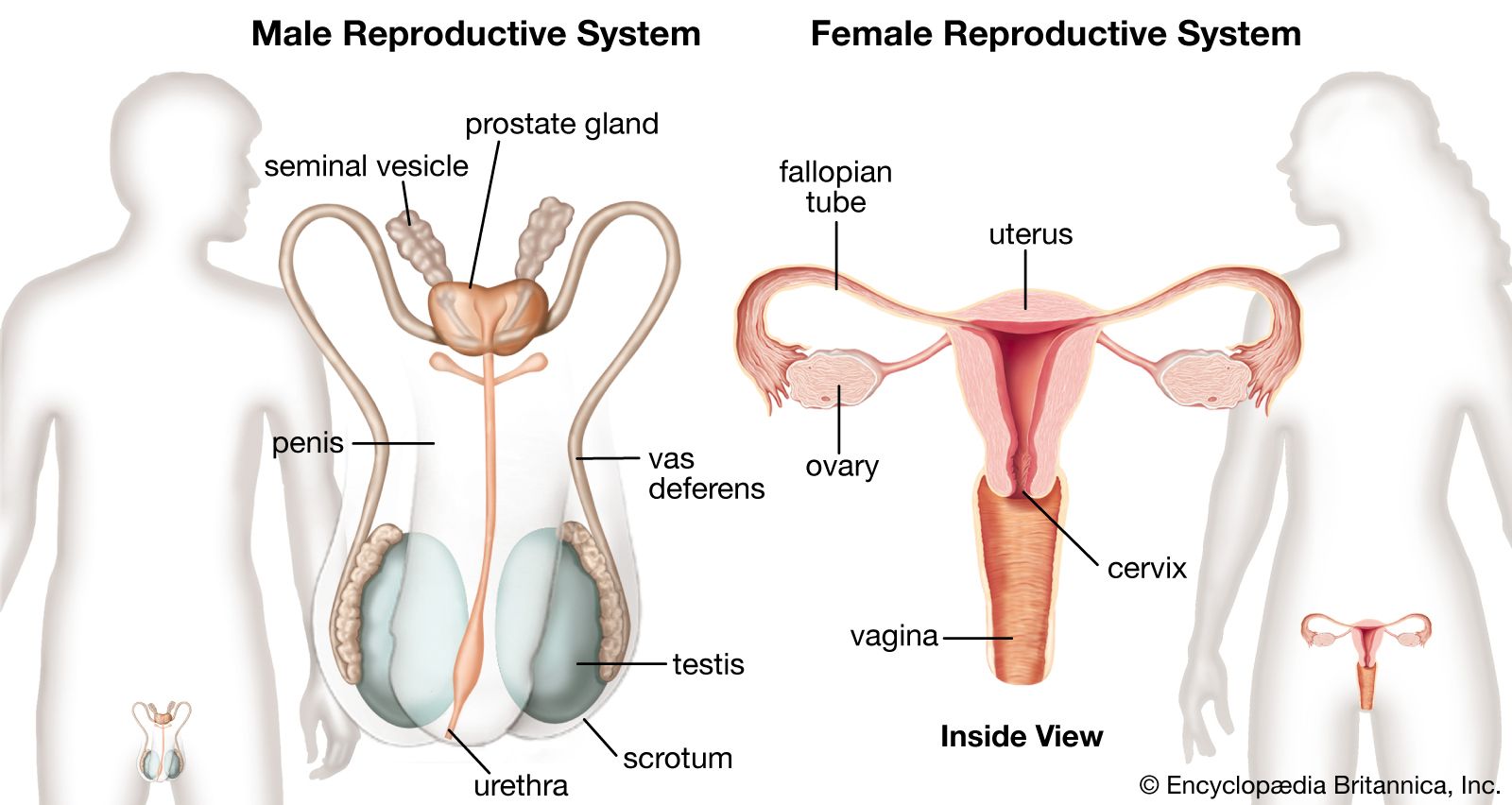 <p><span>Production of reproductive cells and contribution towards the reproduction process.</span></p><p>Ovaries and uterus (in females), testes and penis (in males)</p>