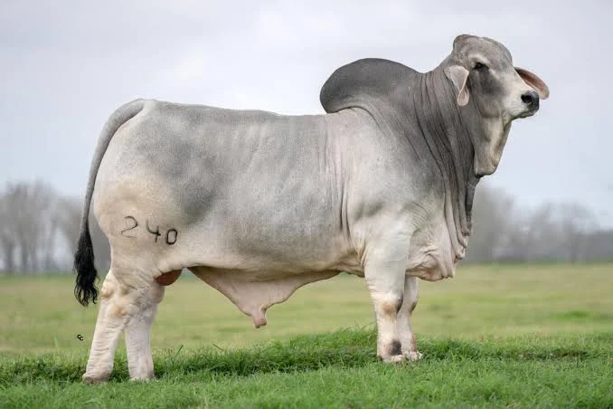 <p>bos indicus/ zebu breed </p>