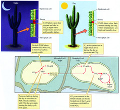 <p>Temporal isolation</p><p>1. During day, stomata closed to prevent evaporation of water (transpiration) </p><p>2. During night stomata open to let CO2 in. CO2 is fixed producing oxaloacetate and afterwards malate, however malate stays in mesophyll cells.</p><p>3. During next day stomata are closed again and malate is decarboxylated. CO2 is temporally isolated from O2 which cannot enter during day.</p>