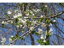 <p><span>Prunus americana</span></p>