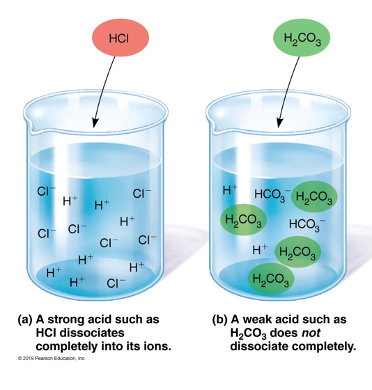 <p>Strong acids and strong bases</p><p>Weak acids or weak bases</p>