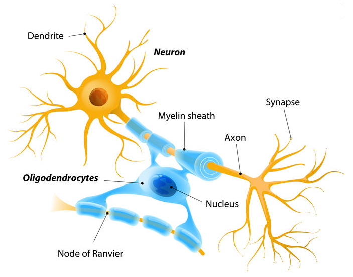 <ul><li><p>cells within the central nervous system that produce myelin<br>- myelin sheath is insulator, wraps around the axons of neurons and this helps to speed up the conduction of action potentials down the length of the axon</p></li><li><p>branched cells</p></li><li><p>processes wrap around multiple axons in CNS which is what forms the myelin sheath</p></li><li><p>multiple sclerosis (demyelination, lost of oligodendrocytes, in the CNS)<br>- oligodendrocytes die and are no longer present</p></li></ul><p></p>