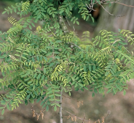 <p>Navadna robinija-Robinia pseudoacacia</p>