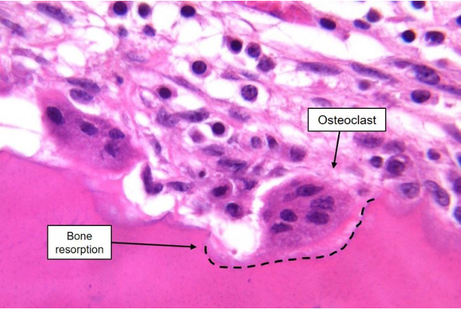<p>what cells are these?</p>