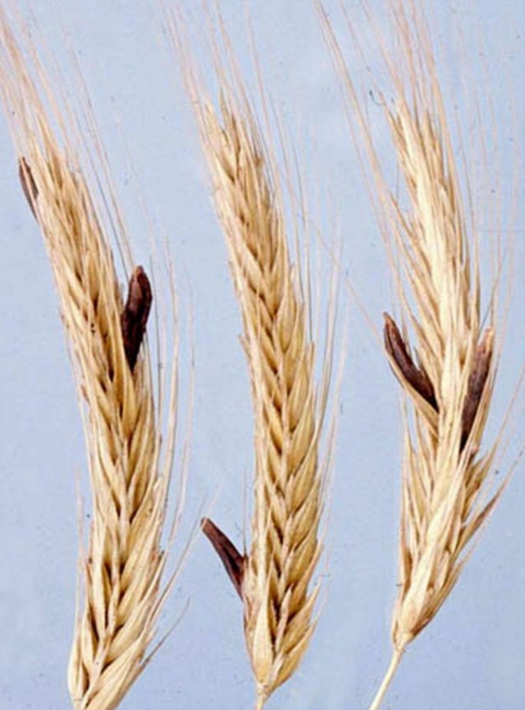 <p>Claviceps purpurea - škrlatnordeča glavnica - rženi rožiček</p>