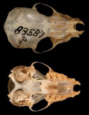 <p>Myotis sodalis</p>